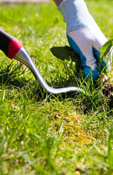 Lawn Care Services for Residential and Commercial